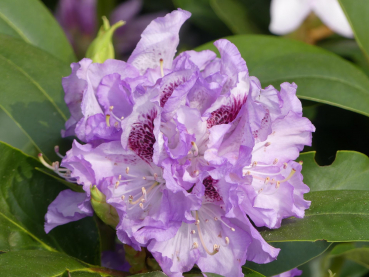 Rhododendron Hybride Blue Peter 1