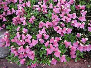 Rhododendron campylogyum Myrtilloides hat eine wunderschöne dunkelrosa Blüte.