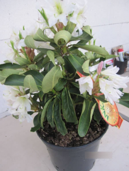 Rhododendron Dufthecke 4