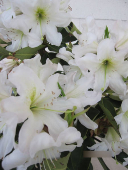 Rhododendron Dufthecke  2
