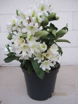 Rhododendron Dufthecke 3