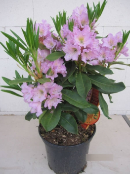 Rhododendron Dufthecke rosa