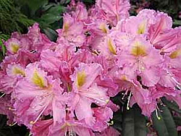 Rhododendron hybr. Illuminata hat eine wunderschöne dunkelrosa Blüte.
