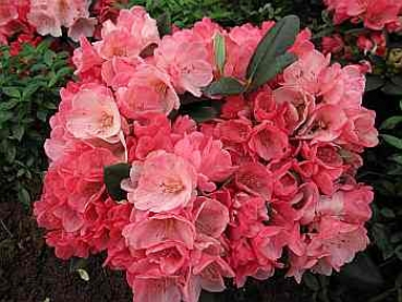 Rhododendron hybr. Julia hat eine wunderschöne dunkelrosa bis hellrosa Blüte.