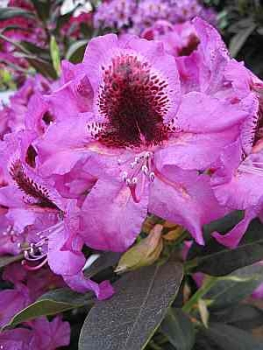 Rhododendron hybr. Kangaroo hat eine intensive violette Blüte mit einer dunkeln Zeichnung.