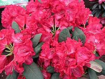 Rhododendron hybr. Lava hat eine wunderschöne karminrote Blüte.