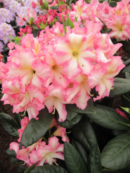 Rhododendron hybr. Melrose Flash