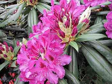Preview: Rhododendron hybr. Mogambo hat eine violettrosa Blüte mit einer roten Zeichnung.