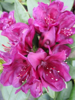 Rhododendron hybr. Polarnacht hat eine wunderschöne und attraktive dunkelviolette Blüte.