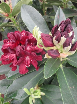 Preview: Rhododendron hybr. Purple Moon