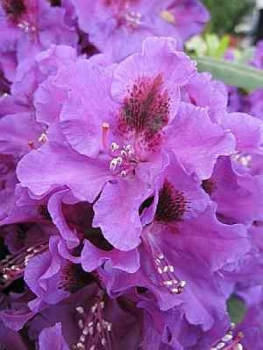Rhododendron Hybride Blauer Traum 1