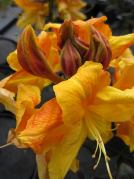 Rhododendron luteum Annabella hat eine wunderschöne apricotfarbende Blüte.
