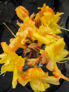Rhododendron luteum Annabella - sommergrüne Azalee - wächst breitbuschig und aufrecht als mittelhoher Strauch.