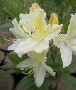 Rhododendron luteum Daviesii hat eine wunderschöne weiße Blüte.
