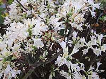 Rhododendron luteum Fragrant Star hat eine wunderschöne reinweiße Blüte.