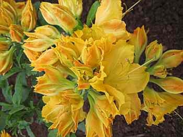 Rhododendron luteum Friesia hat eine wunderschöne gelbe Blüte.