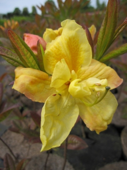 Rhododendron luteum Golden Sunset hat eine wunderschöne goldgelbe Blüte.