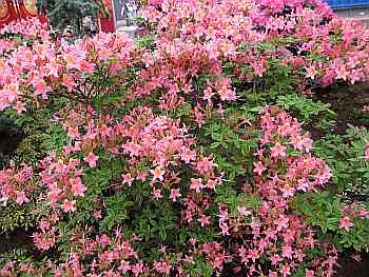 Rhododendron luteum Pucella hat eine wunderschöne lachsfarbende Blüte.