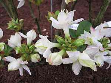 Rhododendron luteum Wedding Bouquet hat eine wunderschöne reinweiße Blüte.