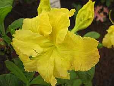 Rhododendron luteum Yellow Cloud hat eine wunderschöne reingelbe Blüte.