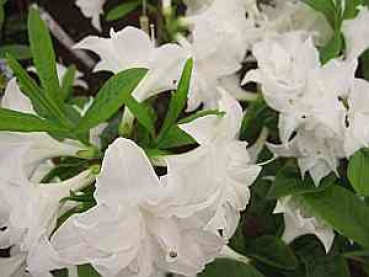 Rhododendron mixtum Schneeklöpfchen hat eine wunderschöne sehr reichhaltige und reinweiße Blüte.