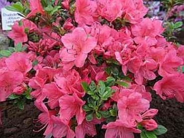 Rhododendron obtusum Little Red hat eine wunderschöne mittelrosa Blüte.