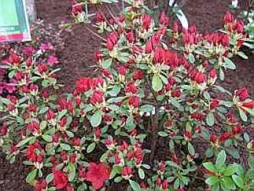 Rhododendron obtusum Maxi hat eine wunderschöne karminrote Blüte.