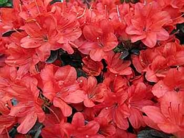 Rhododendron obtusum Medicante 1