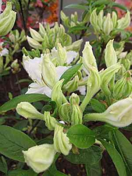 Rhododendron occidentale Cinzia hat eine wunderschöne weiße Blüte.