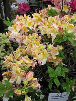 Rhododendron occidentale hat eine wunderschöne weiß gelb rosafarbende Blüte.