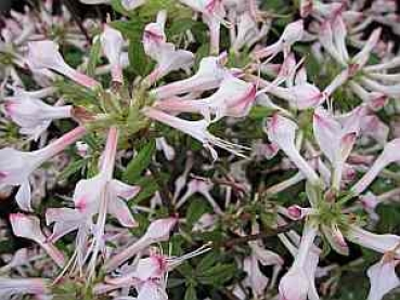 Rhododendron pericymenoides hat eine sternförmige weißrosafarbene Blüte.
