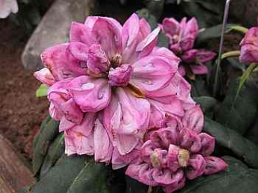 Rhododendron praevernum Mamamia hat eine wunderschöne dunkelrosafarbene Blüte.