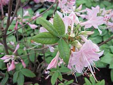 Rhododendron prinophyllum bot. Art hat eine wunderschöne rosafarbende Blüte.