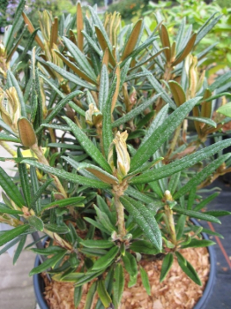 Rhododendron roxieanum var. oreonastes hat eine wunderschöne reinweiße Blüte.
