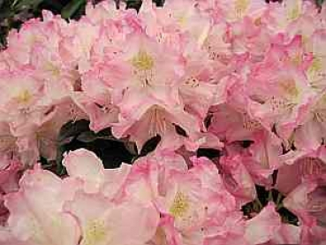 Preview: Rhododendron smirnowii Gradito hat eine zartrosa Blüte mit einem dunkelrosa gewelltem Rand.