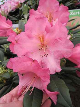 Rhododendron smirnowii Lachsrosa Riesen hat eine wunderschöne lachsfarbende Blüte.