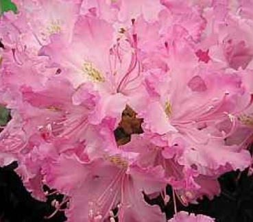 Rhododendron smirnowii Millenium 1