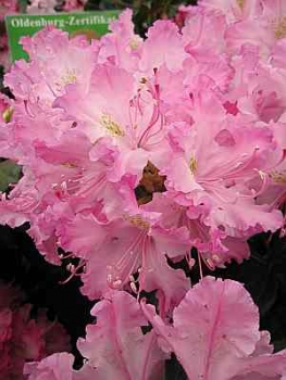 Rhododendron smirnowii Millenium hat eine wunderschöne mittelrosafarbene Blüte.