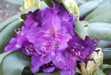 Rhododendron yakushimanum Bohlkens Lupinenberg hat eine attraktive hellviolette Blüte mit weißer Zeichnung.