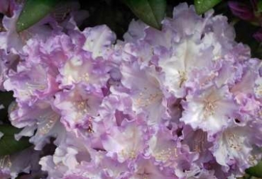 Rhododendron yakushimanum Caroline Albrook hat eine wunderschöne lilaweiße Blüte mit gelbbrauner Zeichnung.