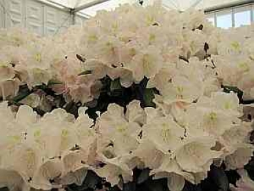 Rhododendron yakushimanum Mist Maiden hat eine wunderschöne zartrosa weiße Blüte.