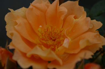 Rosa Bridge of Sighs® - Kletterrose Bridge of Sighs® pfirsich-orange Duft+ - blüht mit pfirsich-orange farbenen Blüten, die halbgefüllt sind und einen fruchtigen Duft verbreiten.
