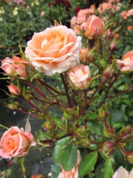 Rosa Flower Power® - Zwergrose Flower Power® - blüht zwischen Juni und September. Die Rose ist sehr gesund und robust.
