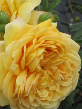 Englische Rose Golden Celebration® syn. Ausgold® - Rosa Golden Celebration® syn. Ausgold® - goldgelb - Duft+++ - Austin-Rose - besitzt goldgelbe bis kupfergelbe, stark gefüllte Blüten, die anfangs einen Teerosenduft besitzten, der später einem beerenähnli