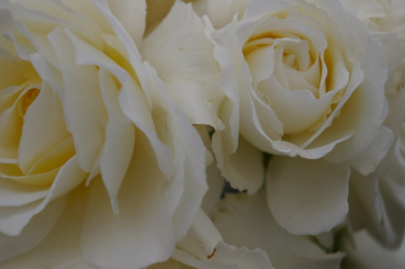 Rosa Kristallperle® - Hochstammrose Kristallperle® Stammrose reinweiß Duft- - bevorzugt helle Standort und besitzt eine gute Winterhärte. Bei Kübelpflanzen sollte jedoch ein Winterschutz erfolgen.