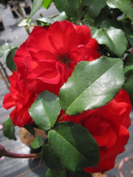 Rosa Stromboli® - Hochstammrose Stromboli® Stammrose dunkelrot Duft+ - trägt während der Monate von Juni bis ca. November dunkelrote, gefüllte Blüten, die einen leichten zarten Duft ausströmen.