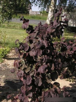 Corylus avellana Red Majestic
