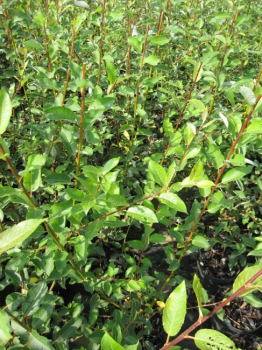 Salix caprea Silberglanz, Adventweide Silberglanz, trägt gelbe Kätzchenblüten