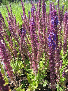 Salvia nemorosa Ostfriesland, Gartensalbei oder Blütensalbei, kann auch als Topfpflanze oder Kübelpflanze stehen