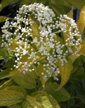 Sambucus canadensis Aurea, Goldholunder Aurea, hat gesunde Früchte und duftet